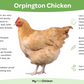Baby Chicks: Jubilee Orpington