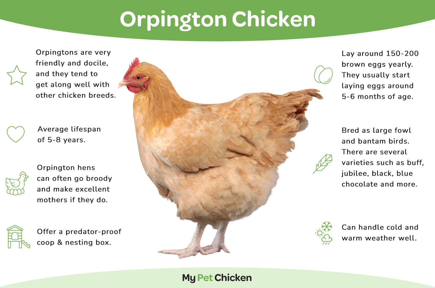 Baby Chicks: Jubilee Orpington
