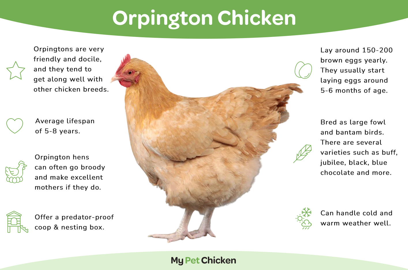Baby Chicks: Lavender Orpington