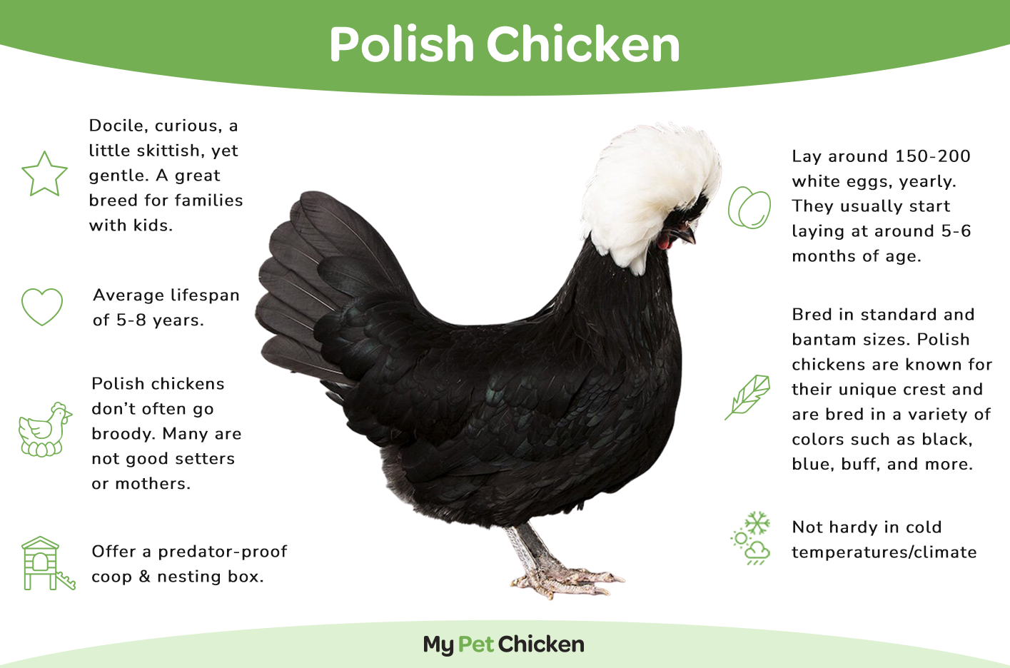 Pullet: White Crested Black Polish, Shipping Week of