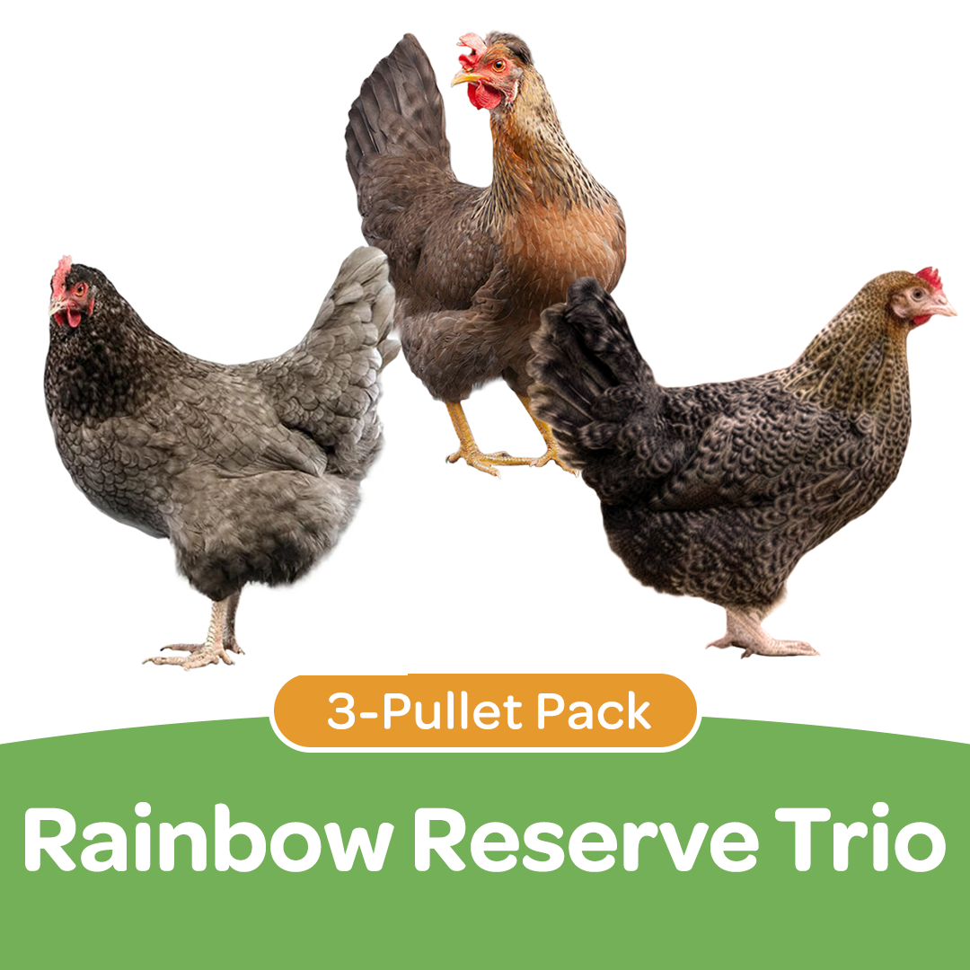 Pullet: Rainbow Reserve Trio (3 Started Pullets), Shipping Week of