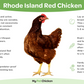 Rhode Island Red chicken breed infographic