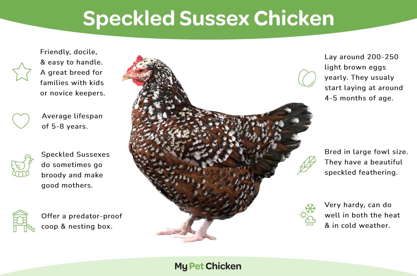 Pullet: Speckled Sussex, Shipping Week of