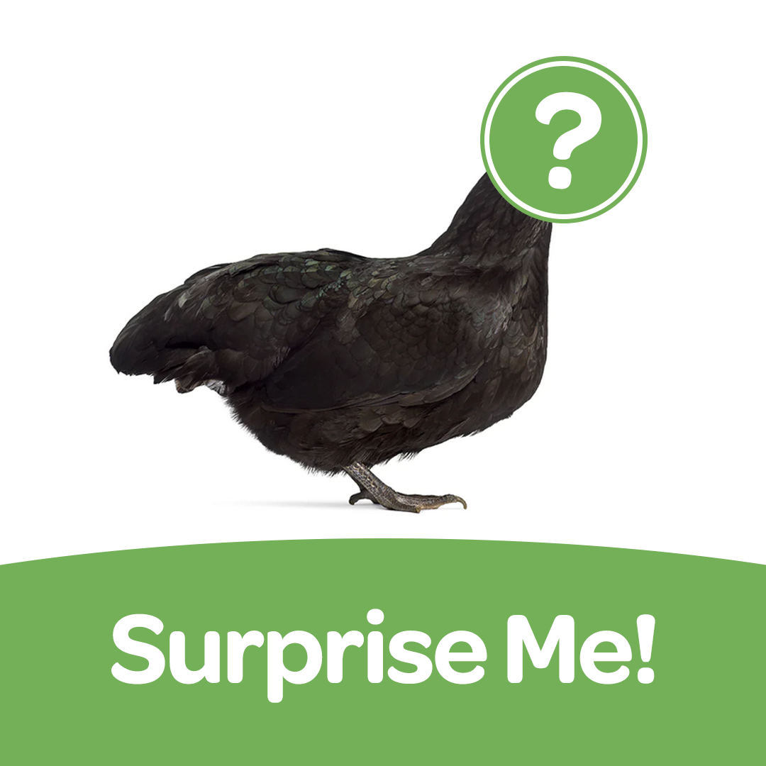 Surprise Me chicken pullet