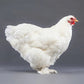 White Cochin chickens are a friendly breed.