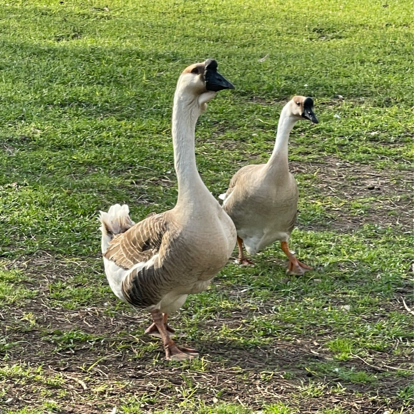 Hatching Eggs: African Goose, Flock & Field Location
