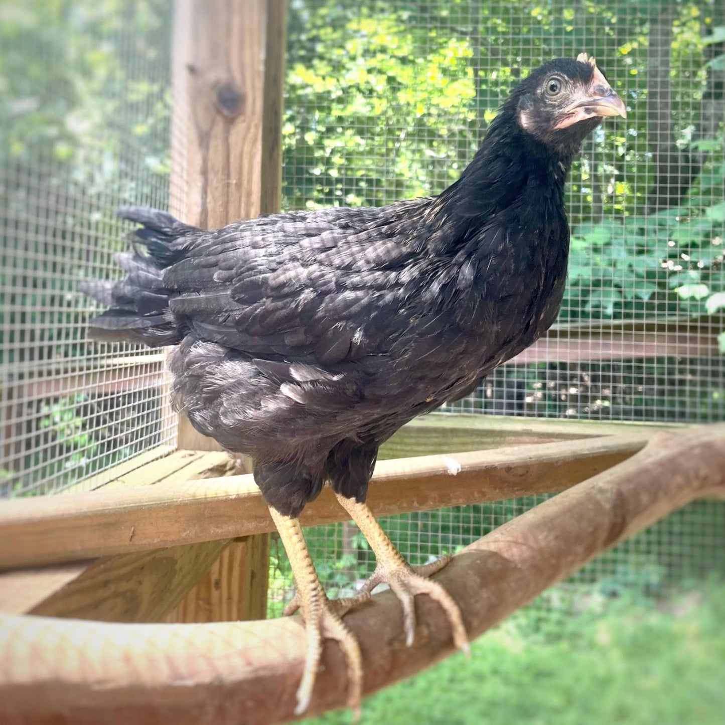 Pullet: Ameribella Sex-Link, Shipping Week of