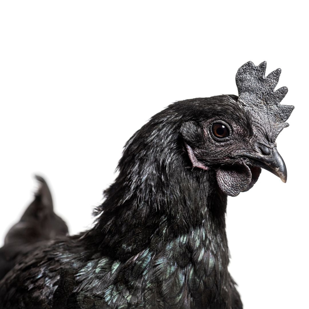On average, the Ayam Cemani hens lay 2 eggs per week.