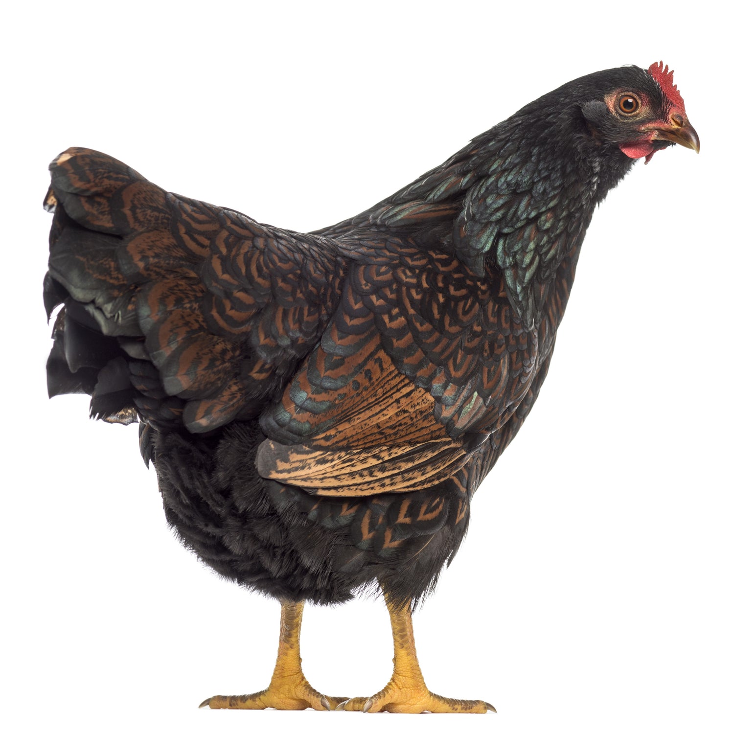 Double laced Barnevelder chicken