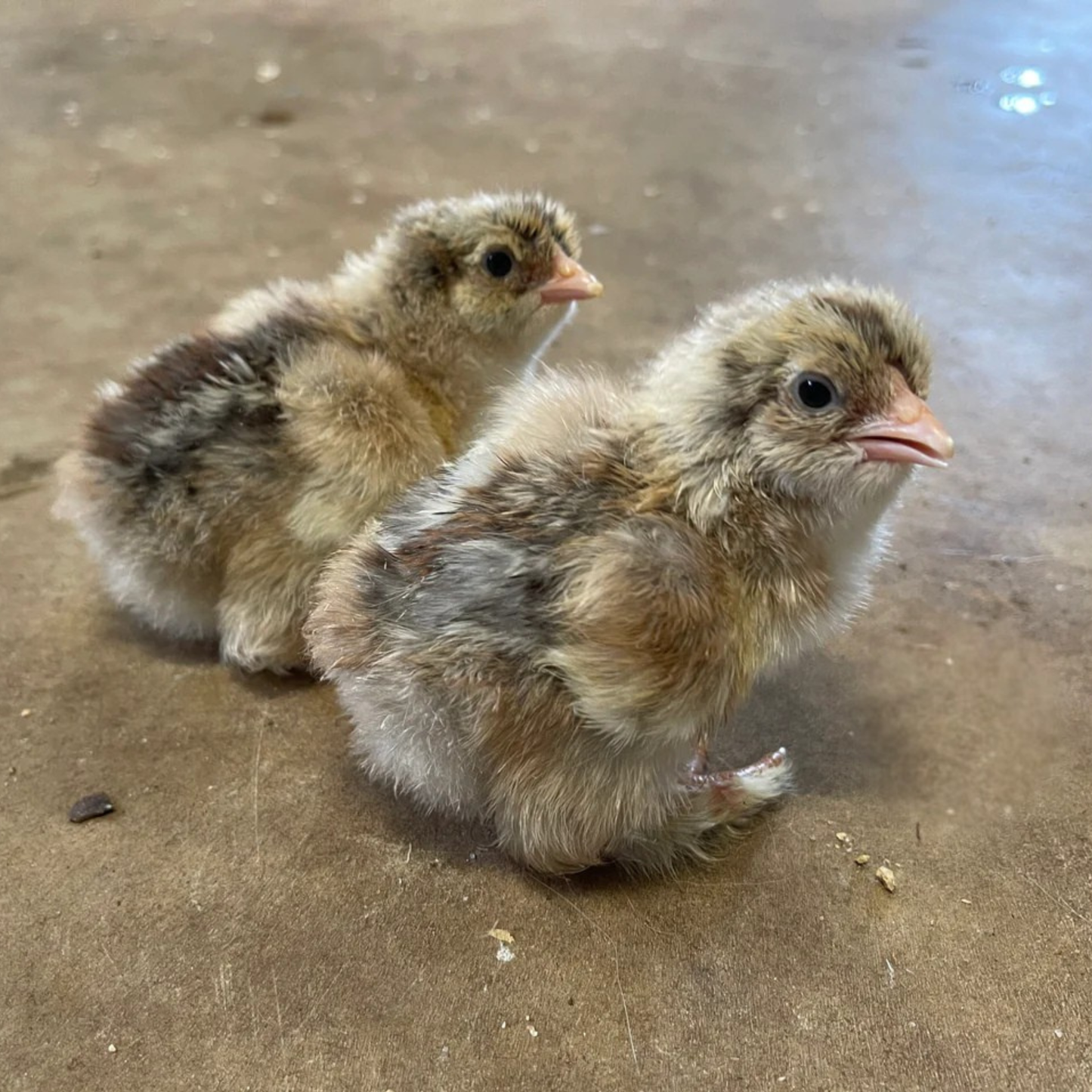 Hatching Eggs: Blue/Black/Splash Silver/Gold Partridge Brahma, Flock & Field Location