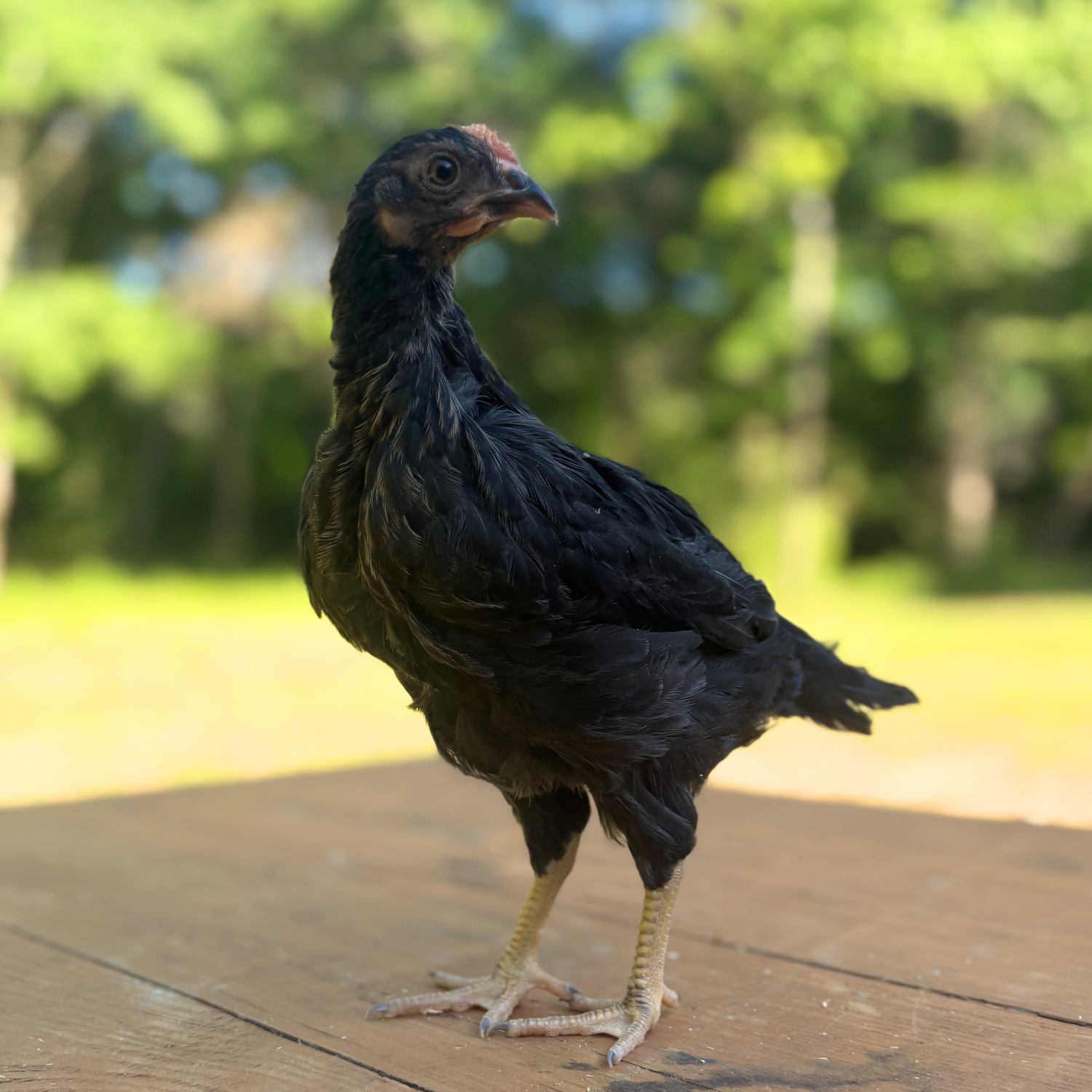 Pullet: Blue/Black/Splash Partridge Leghorn, Shipping Week of