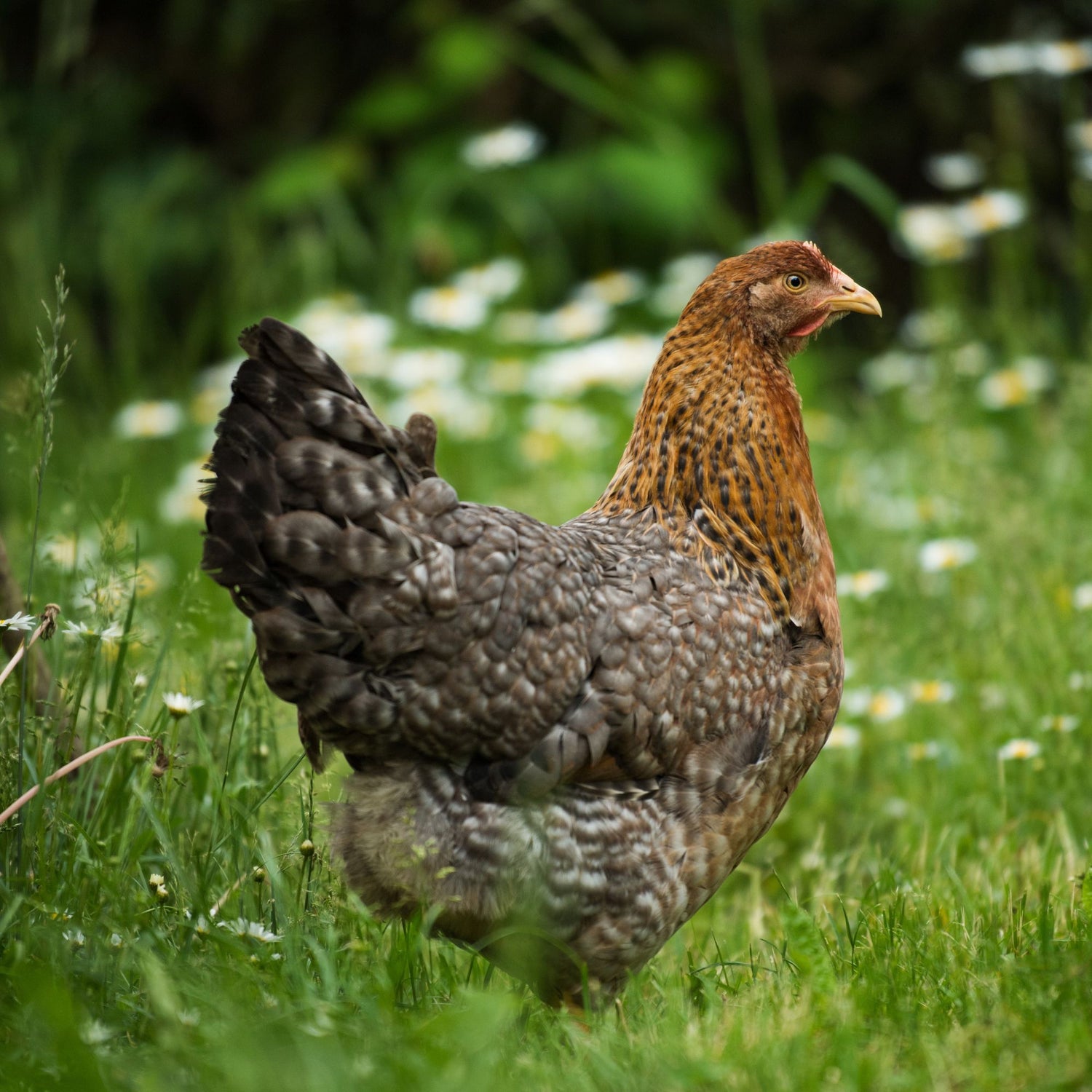 Bielefelder hen