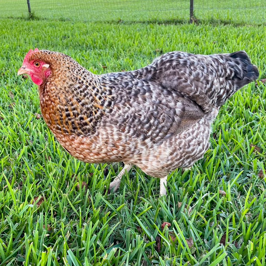 Bielefelder chicken pullet