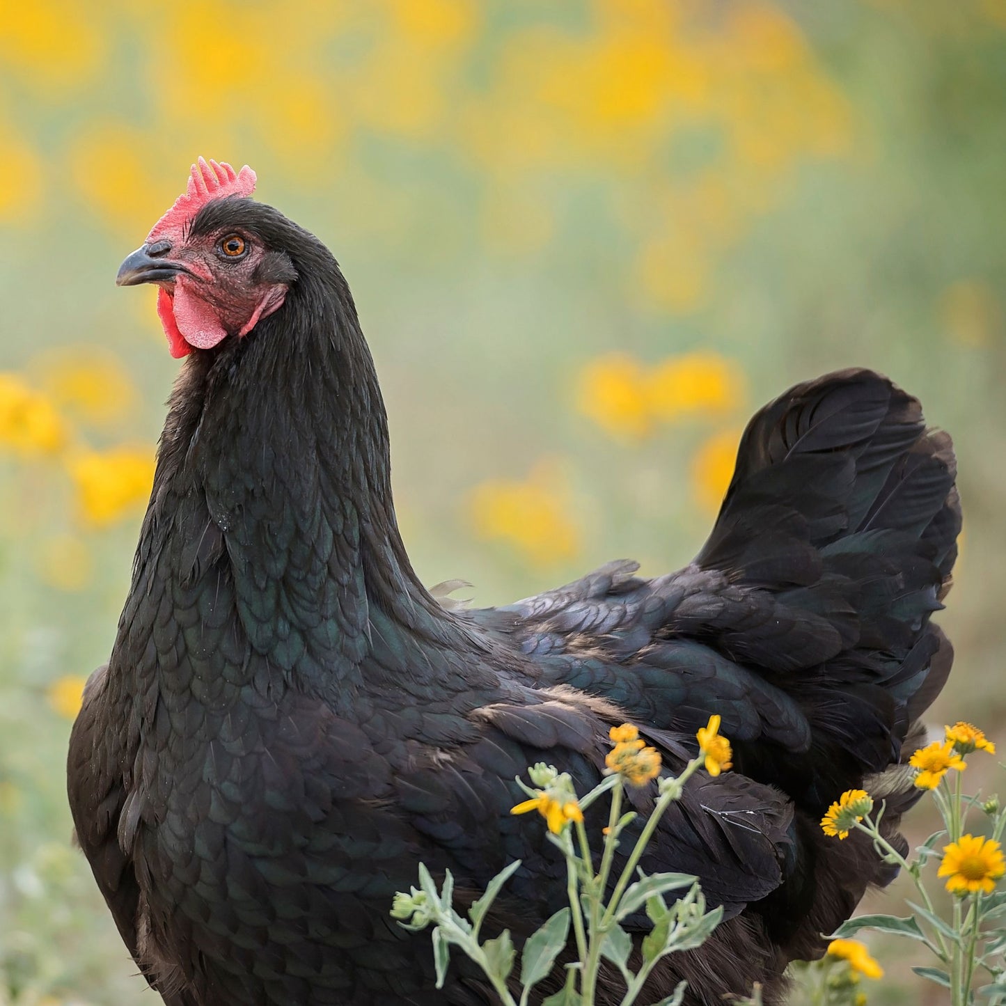 Black Australorp chicken breed. 