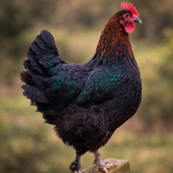 Baby Chicks: Black Copper Marans