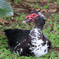 Black Muscovy Ducks are known for their quiet and docile nature.