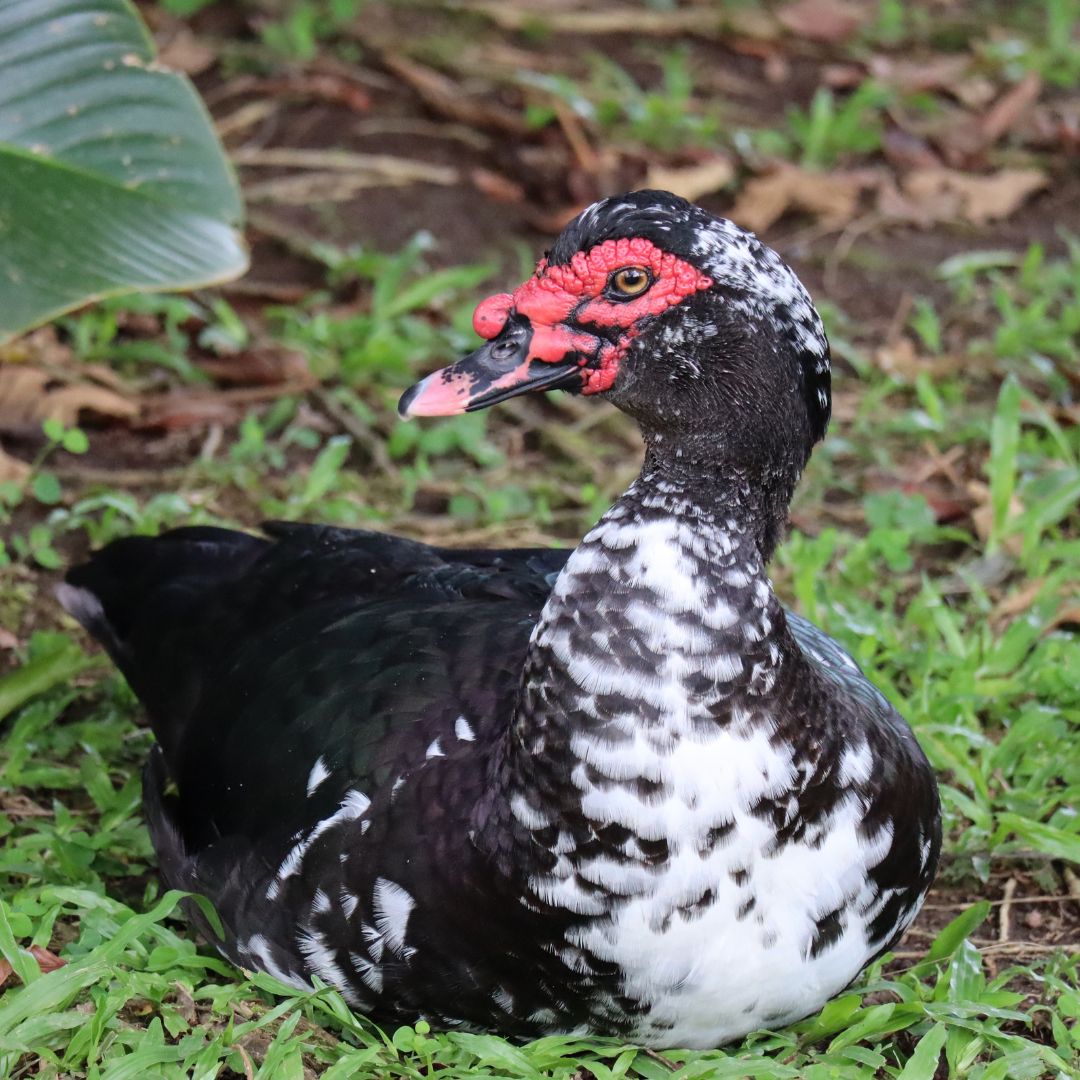 Black Muscovy duck sitting on green grass.