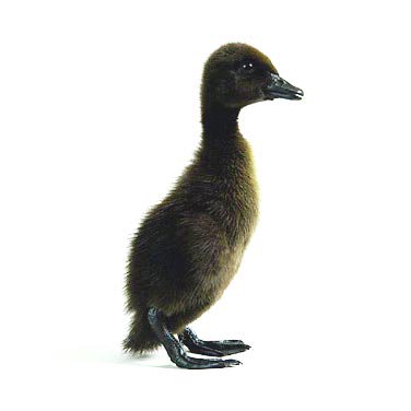 Hatching Eggs: Black Runner Duck