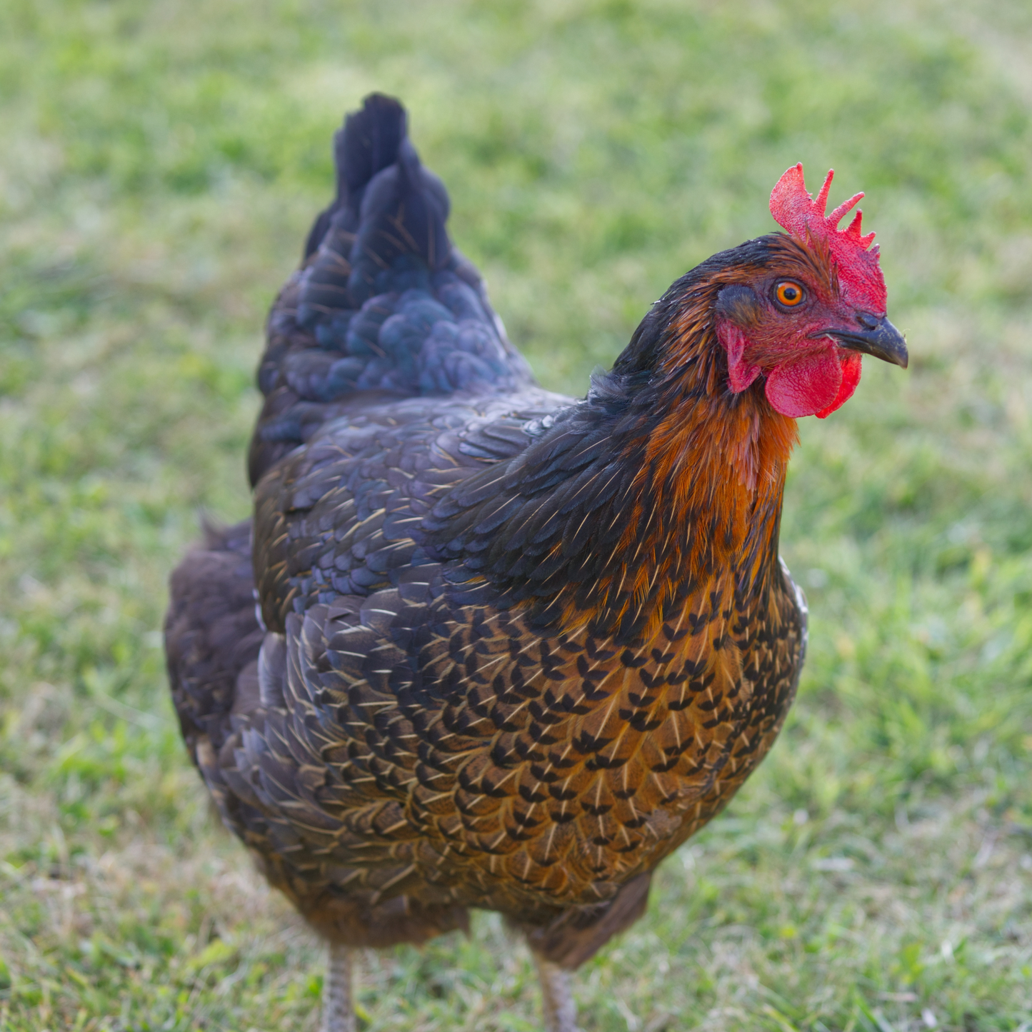 Black Sex Link pullet chickens for sale.