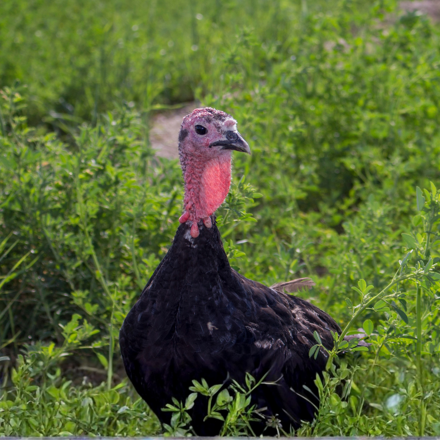 Turkey Poult: Black Spanish