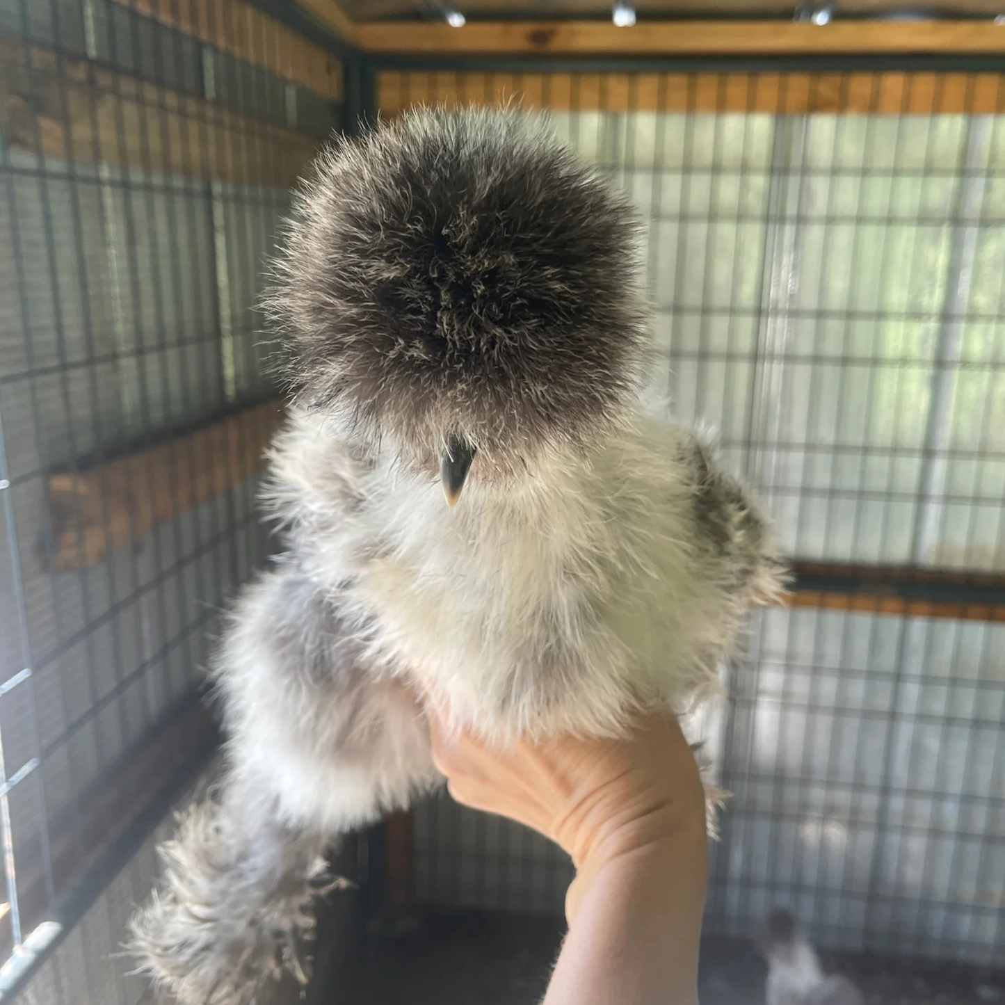 Hatching Eggs: Black/Paint Silkie, Flock & Field Location