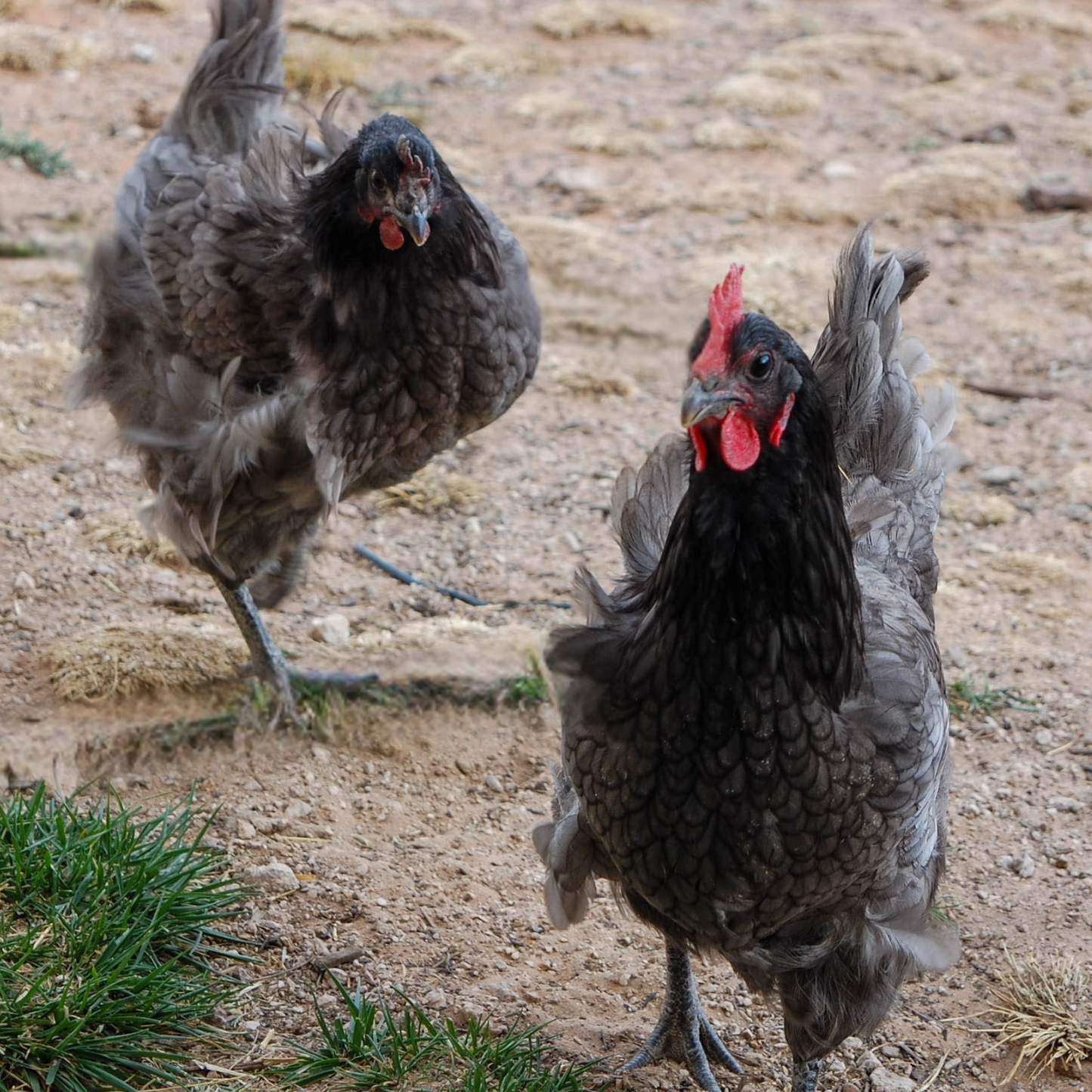 Pullet: Blue Plymouth Rock, Shipping Week of