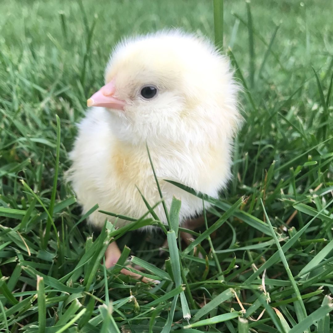 Bountiful Blue Egg Layer baby chicks
