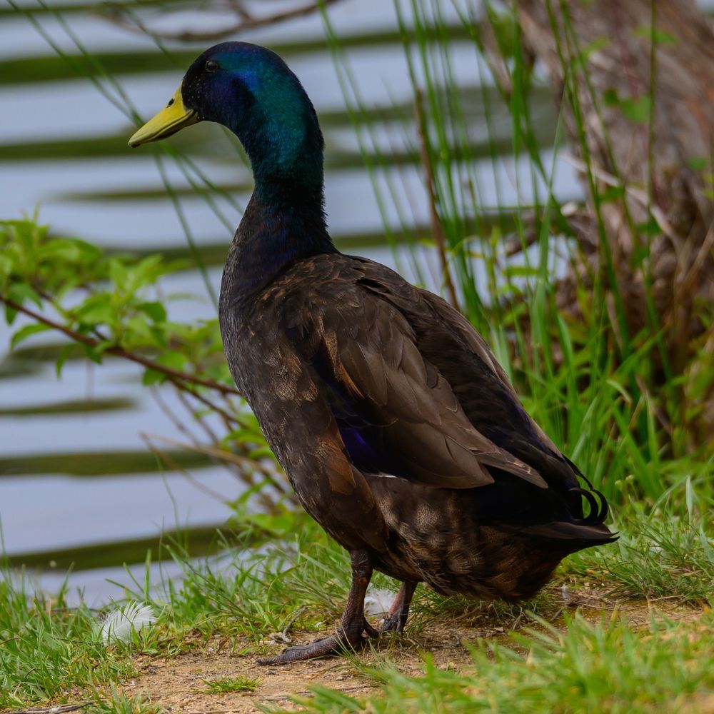 Hatching Eggs: Assorted Duck Eggs