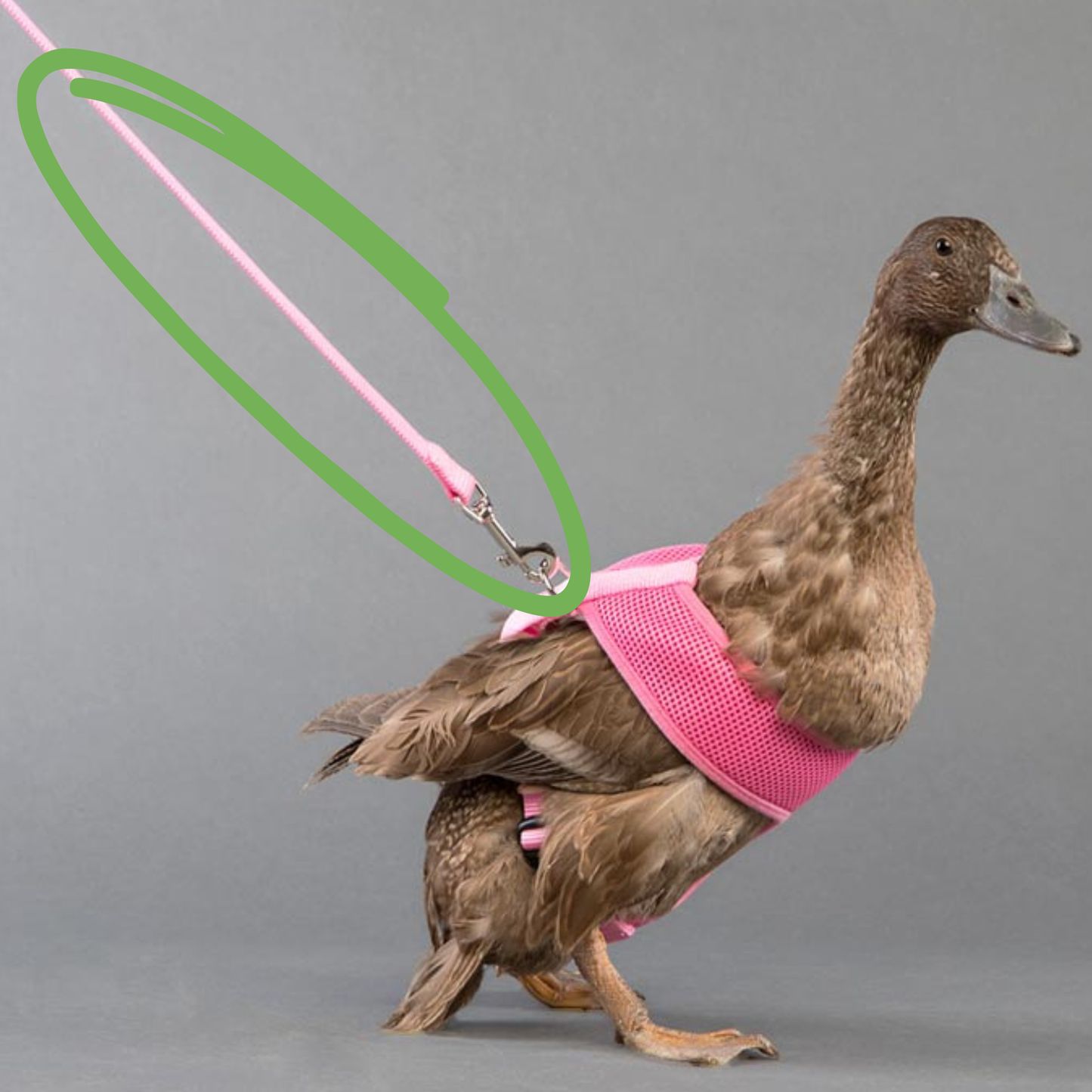 Chicken Leash