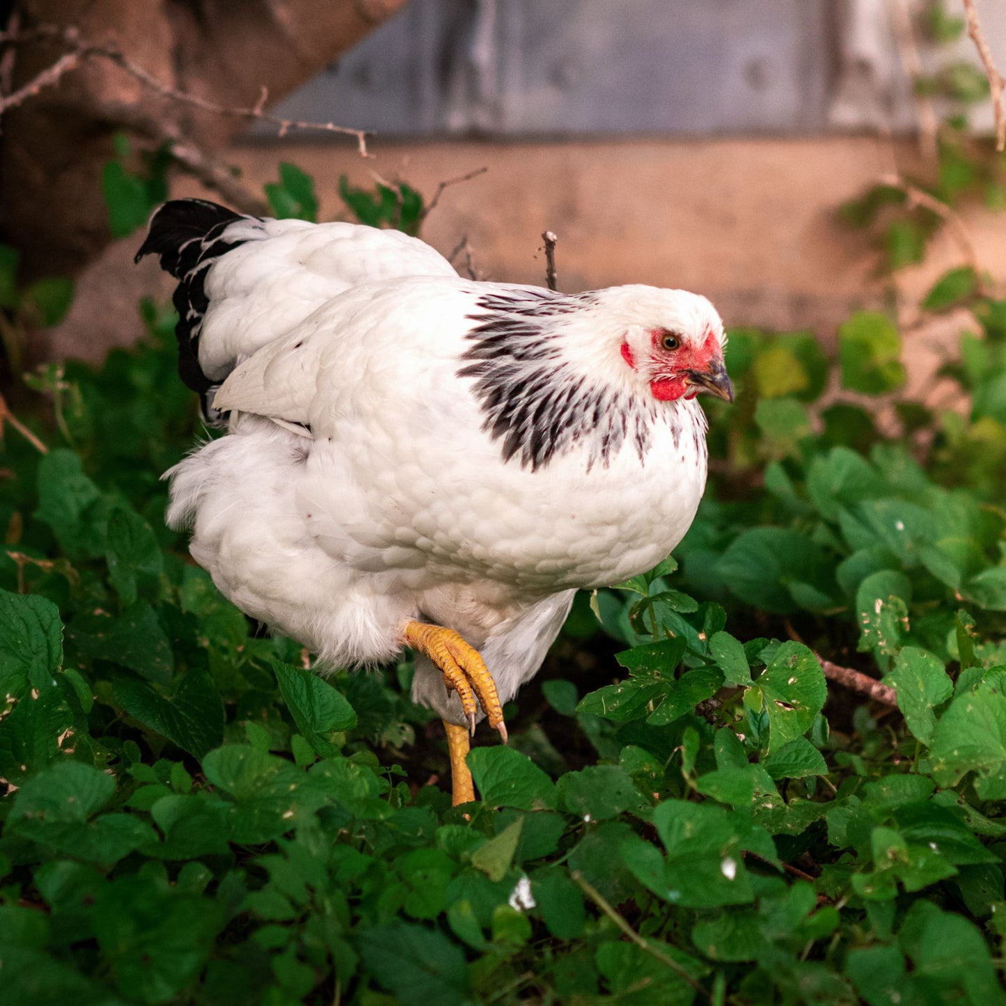Columbian Wyandotte chicken