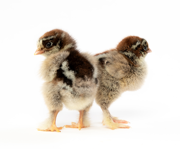 Dark Brahma Baby Chicks