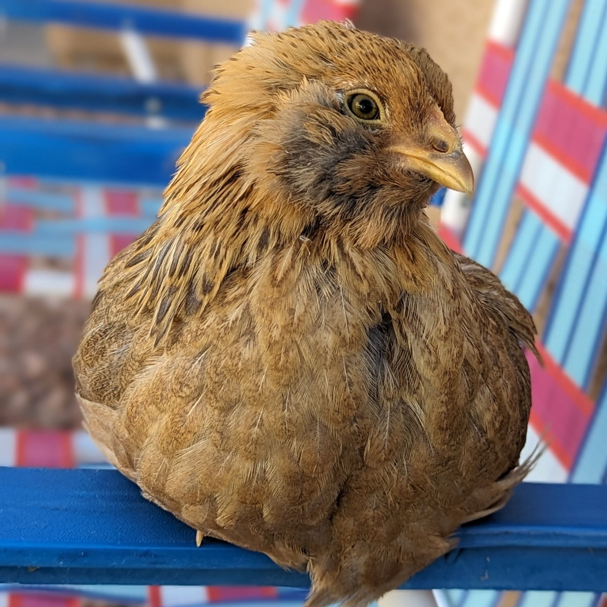 Easter Egger Bantam chickens have fluffy cheek feathers!