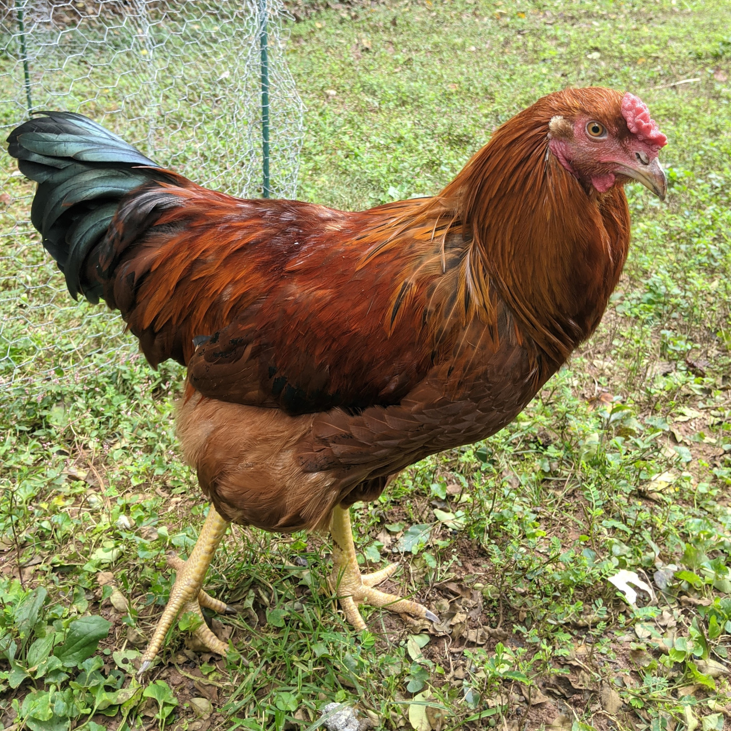 Cockerel: Assorted, Shipping Week of