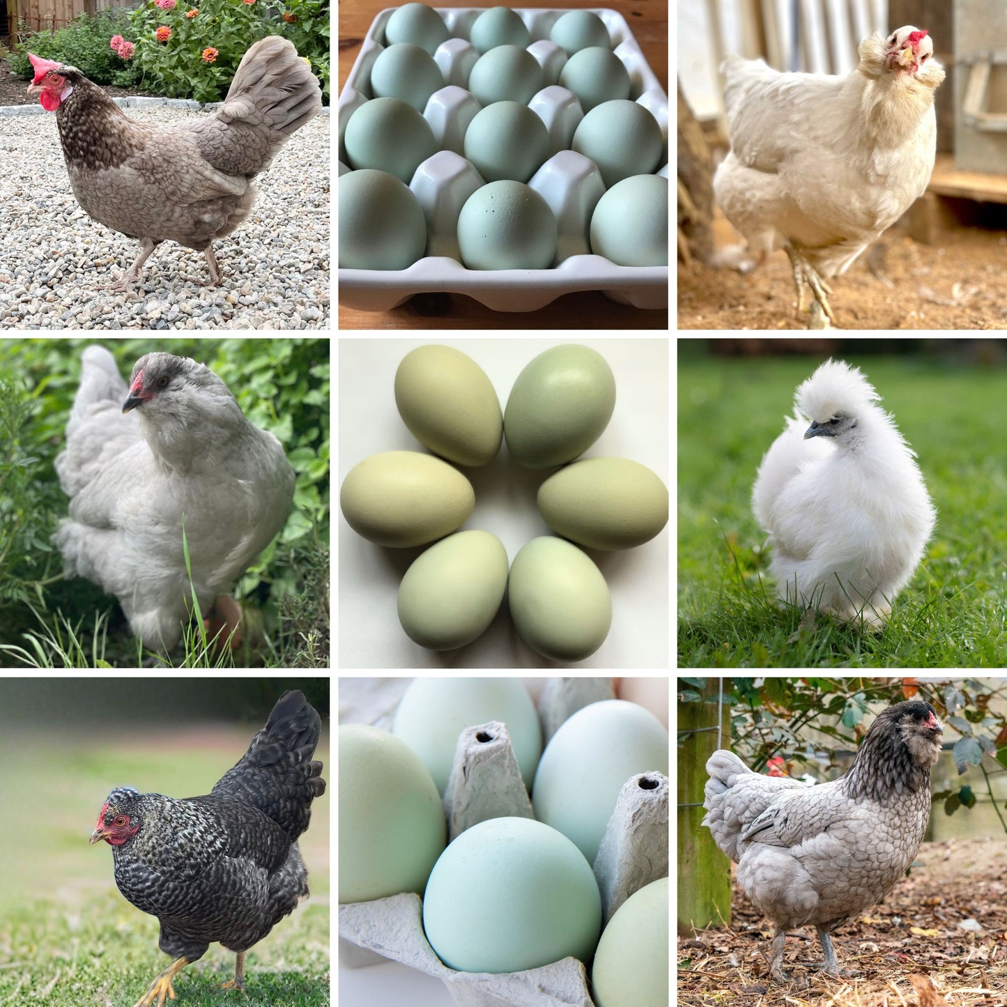 My Pet Chicken Exclusive Blues & Greens Assortment baby chicks for sale.