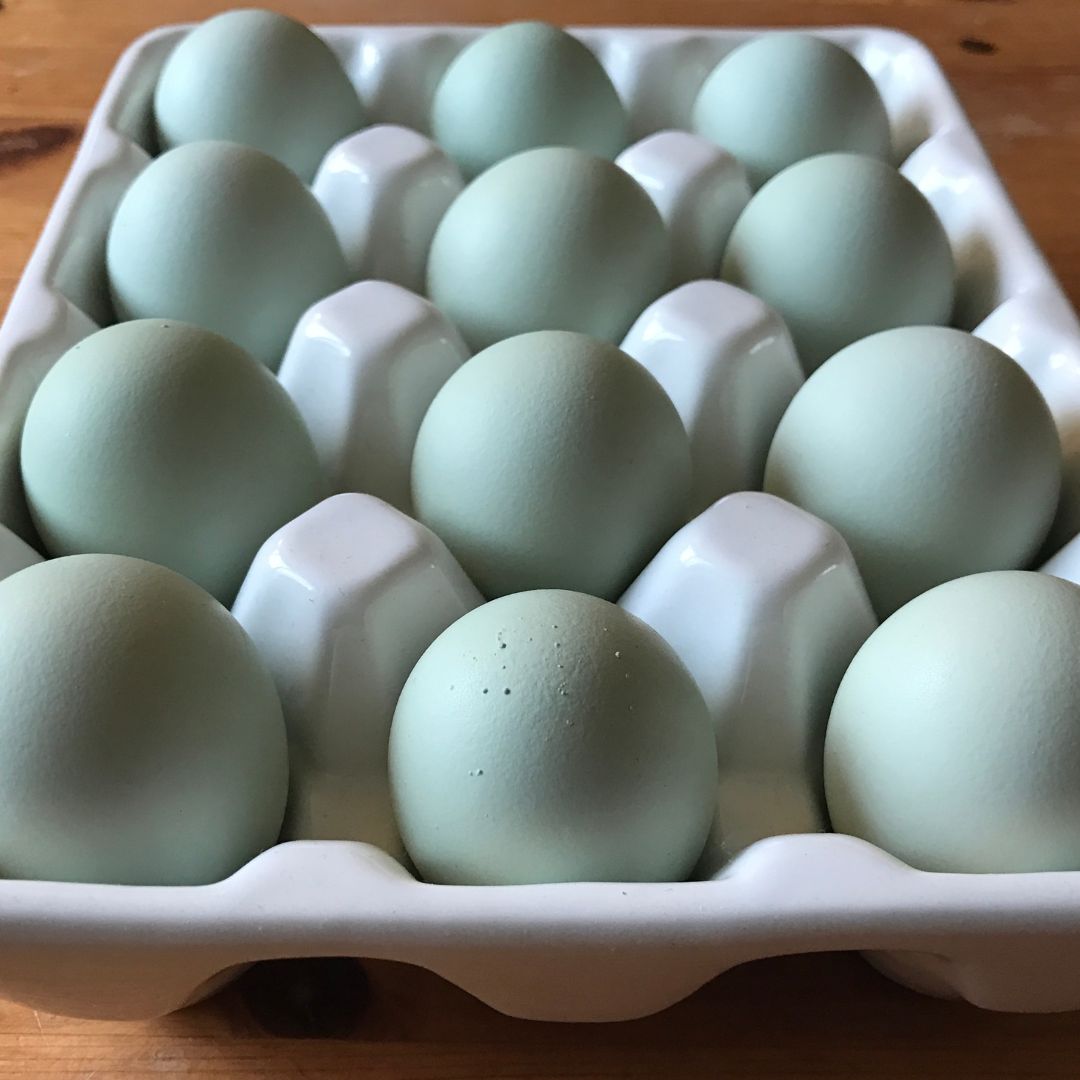 Pullet: Blue/Black Favaucana, Shipping Week of