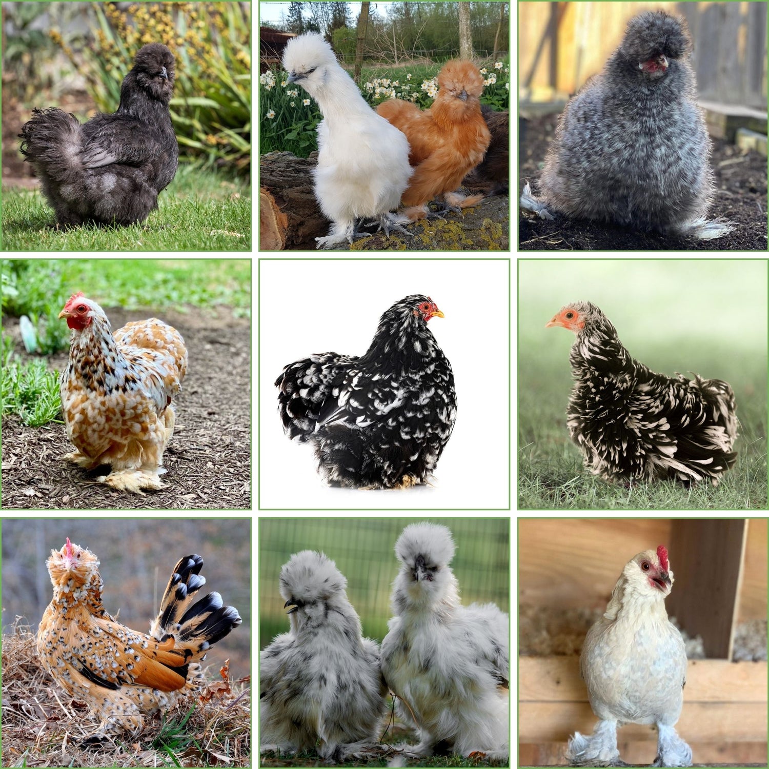 This assortment of chickens will include a feather legged bantam chicken.