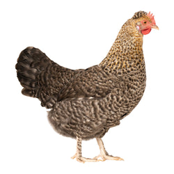 The Gold Kissed granite Olive Egger is an exclusive chicken breed that is only sold at My Pet Chicken. 