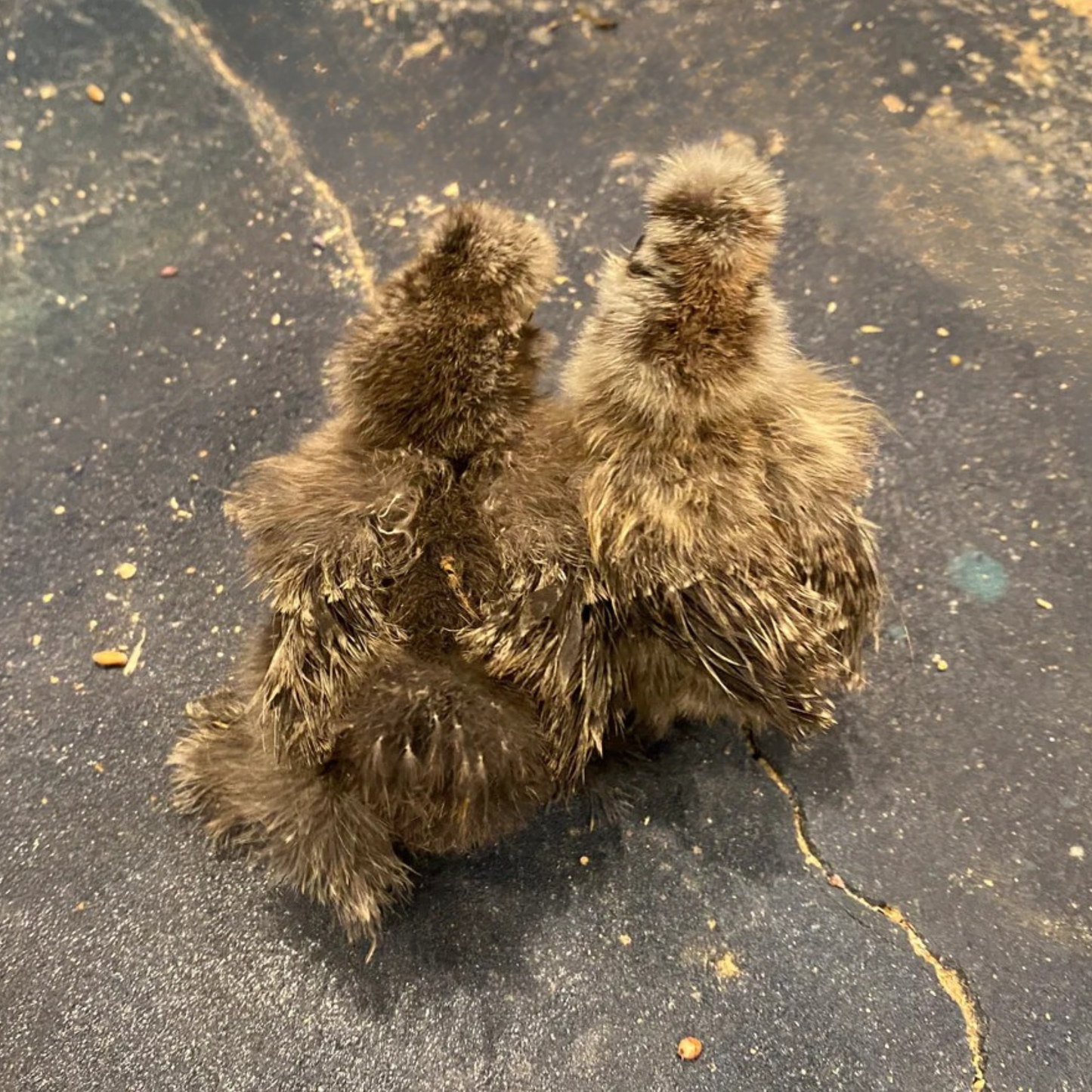 Hatching Eggs: Silkie Project Assortment, Flock & Field Location