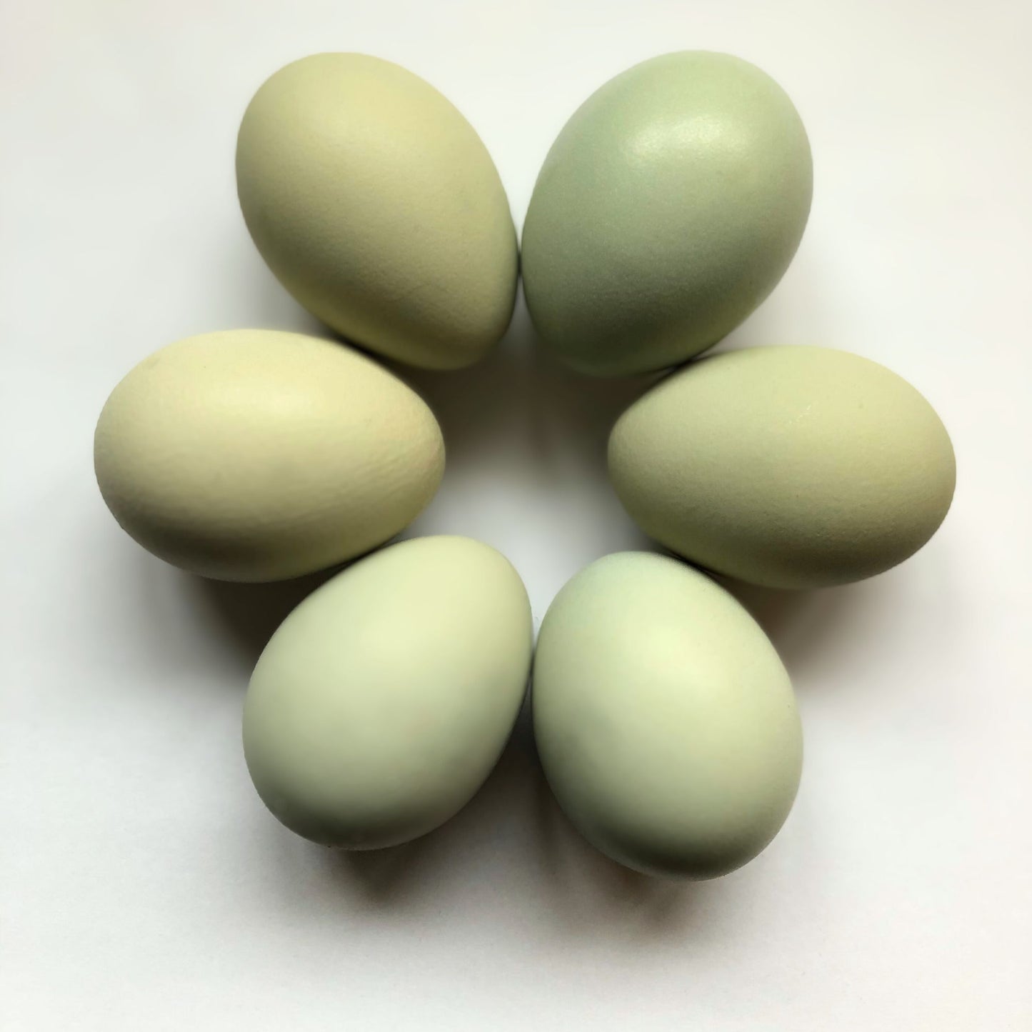 Pullet: Gold Kissed Granite Olive Egger, Shipping Week of