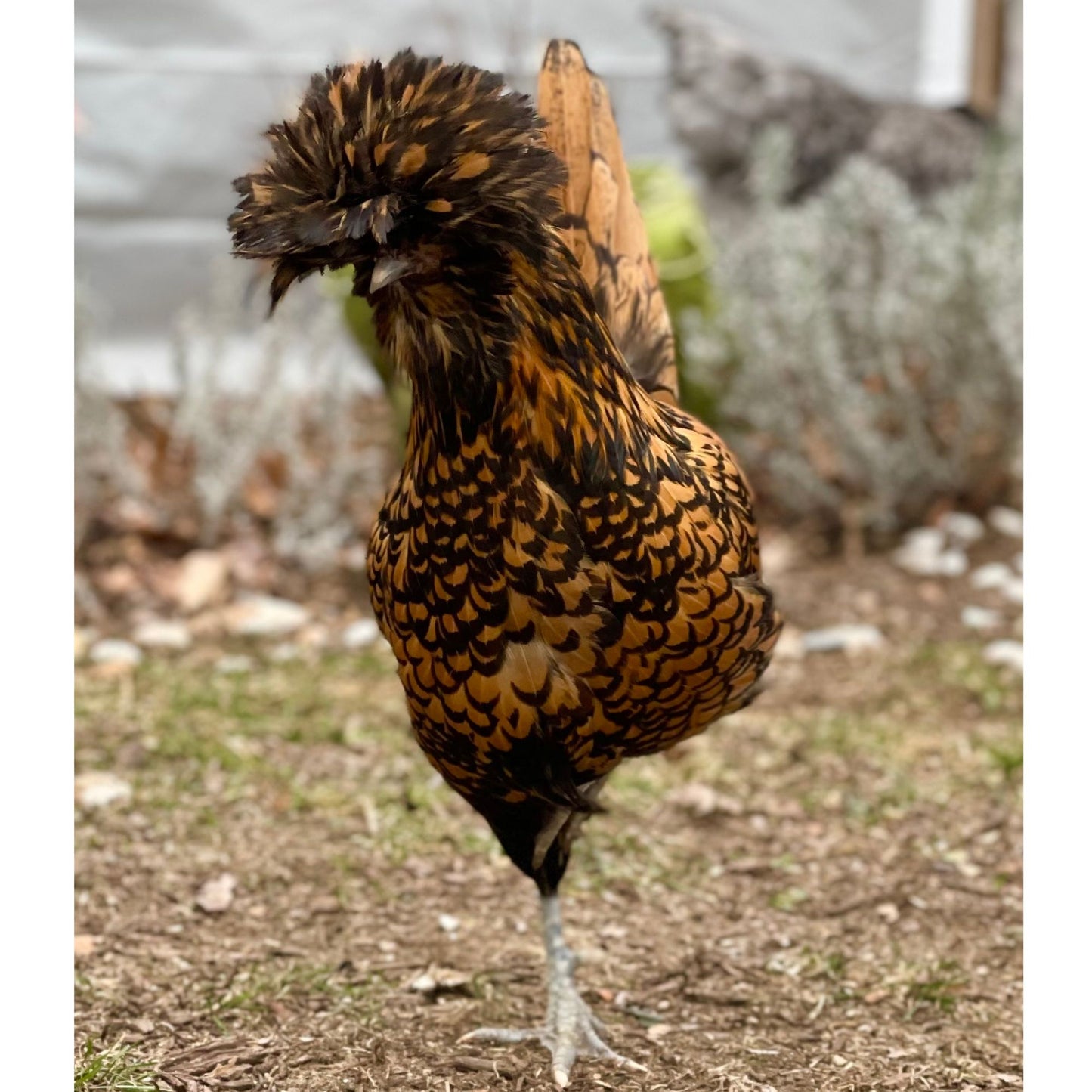 Golden Laced Polish chicken
