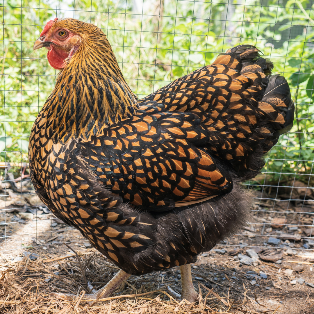 Golden Laced Wyandotte chicken breed