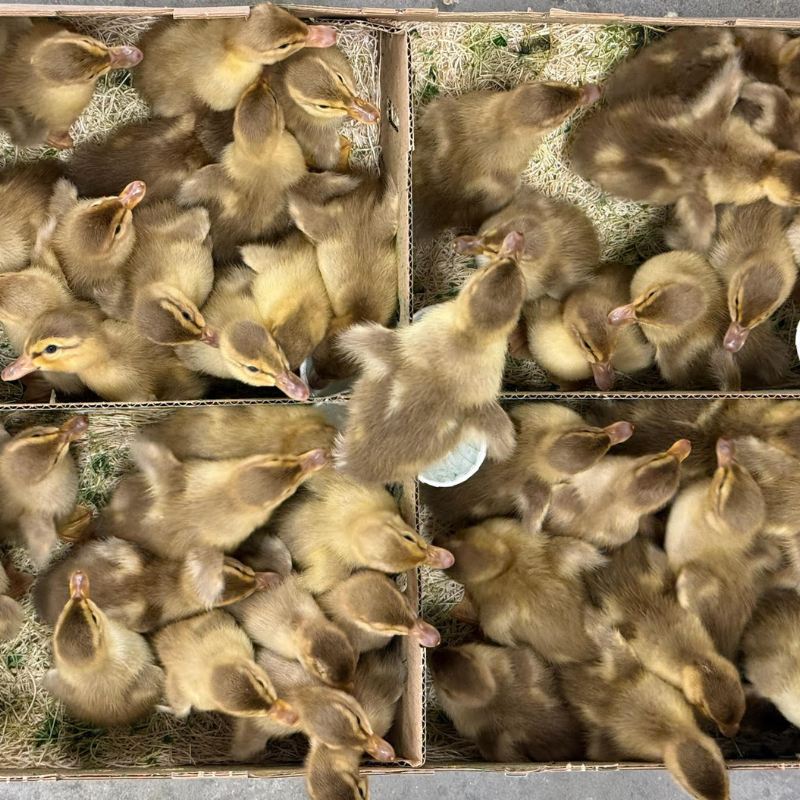 Golden Cascade ducklings