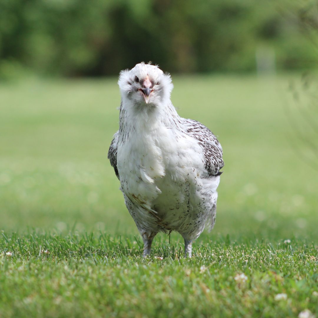 Green Queen Bantam chicken