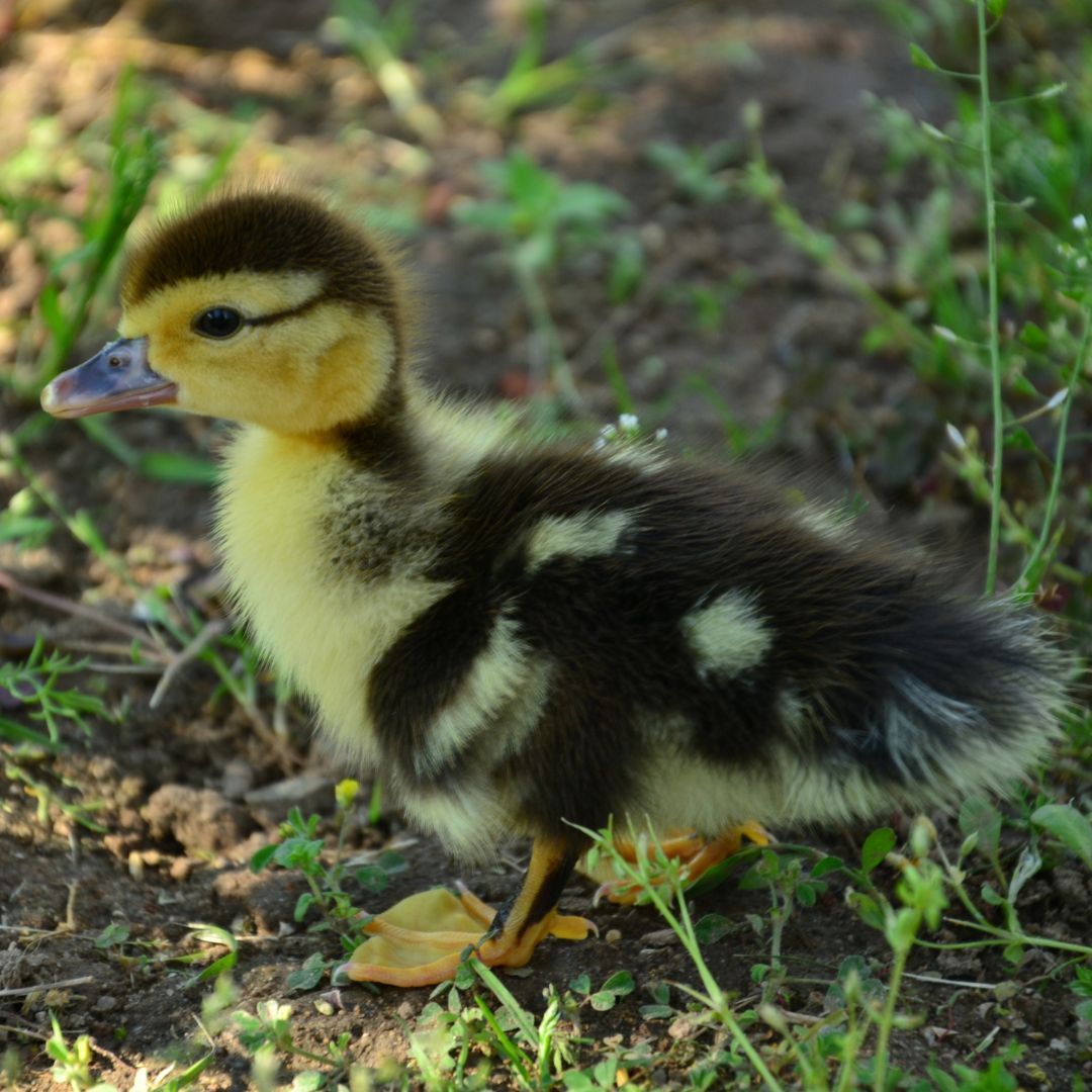 Hatching Eggs: Magpie Duck