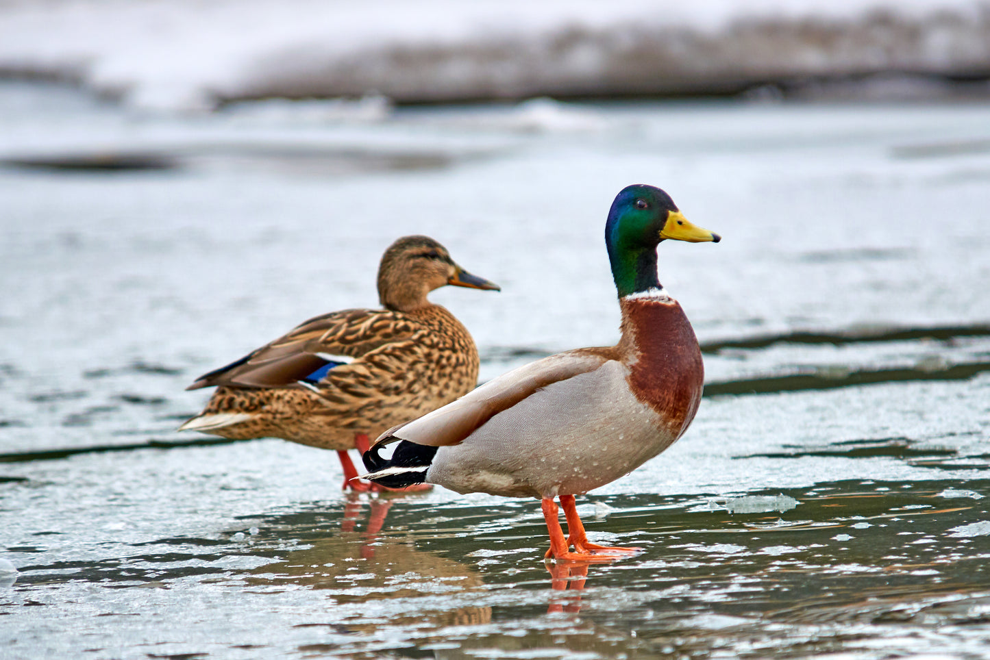 Mallard ducks make great backyard pets.