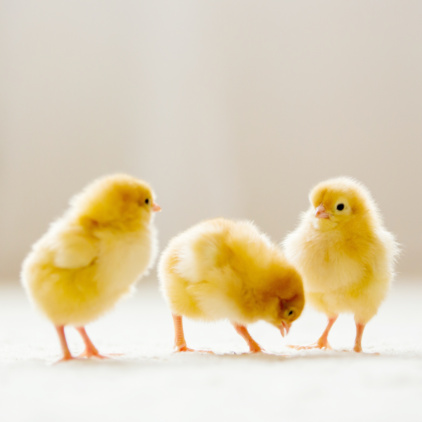 Baby Chicks: Marraduna Basque