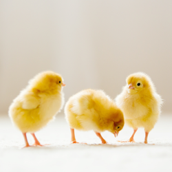 Baby Chicks: Marraduna Basque