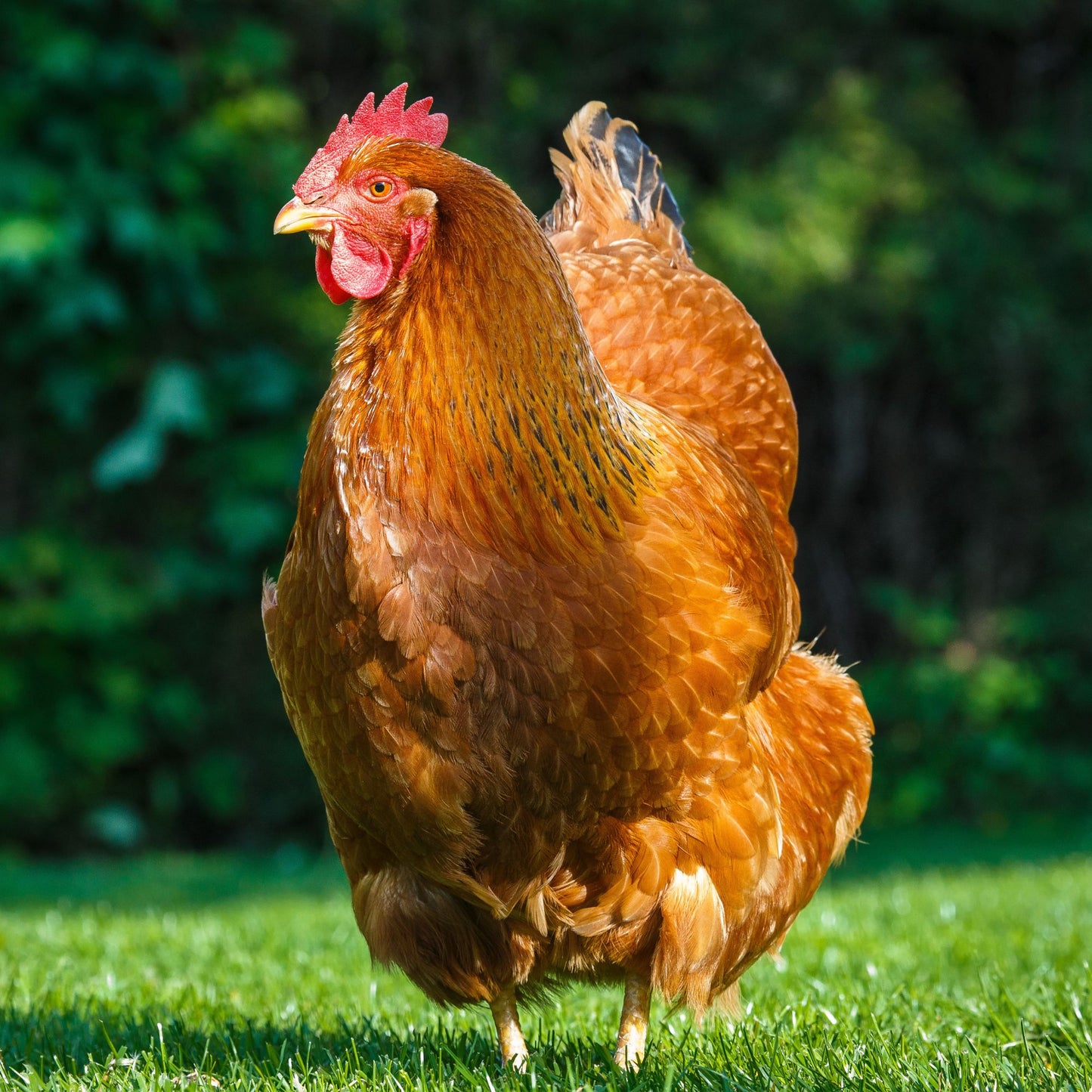 New Hampshire Red chicken breed