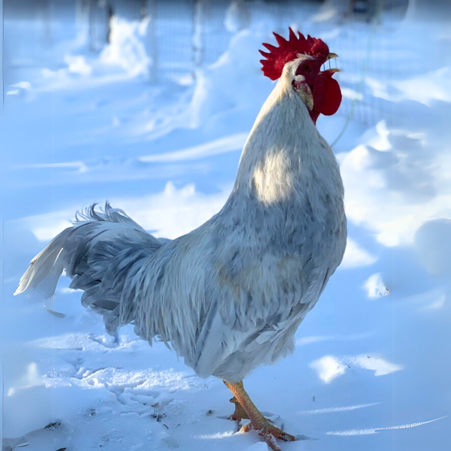 Opal Legbar rooster for sale.