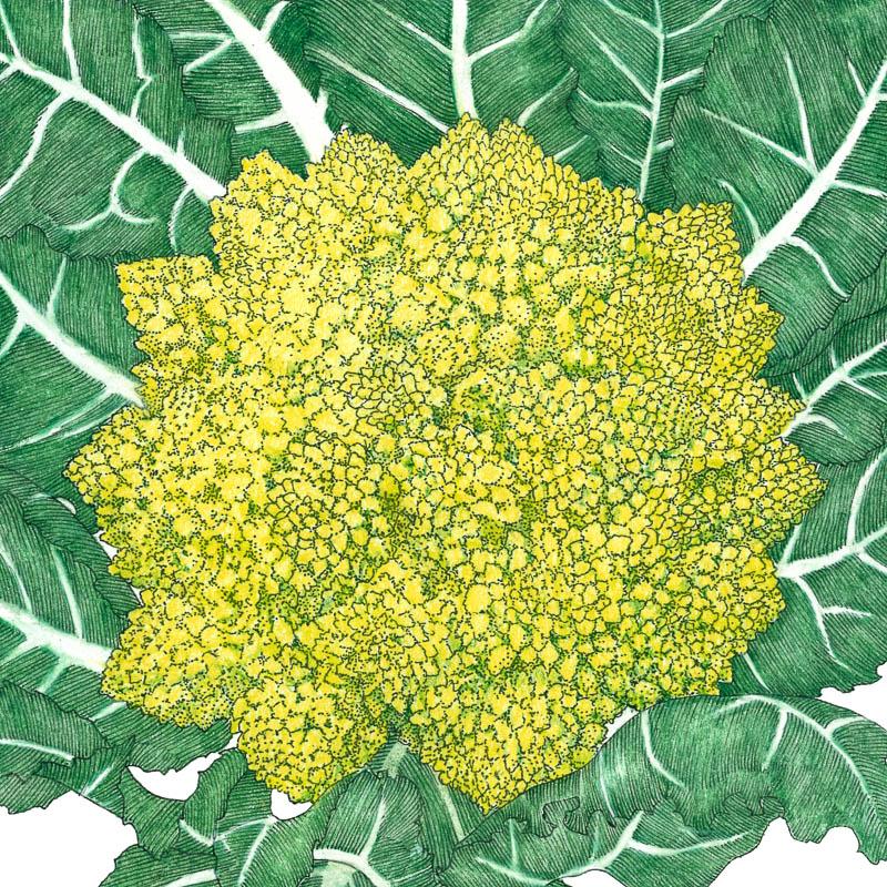 Romanesco Broccoli Seeds (Organic)